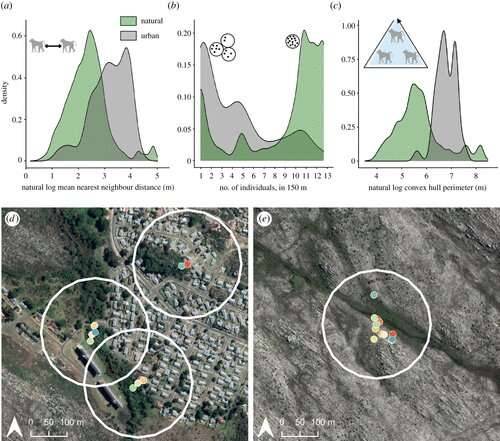 Scientists use GPS collars to track baboon’s movement